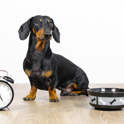 犬はどのようにして「時間」を判断しているの？, 体の中の「体内時計」, 周りの環境の変化, 飼い主のルーティンを覚えている, 愛犬の生活リズムを整えるために飼い主ができること, 毎日決まった時間に「ご飯」と「散歩」, 「始まり」と「終わり」をわかりやすくする, 寝る場所と遊ぶ場所を分ける