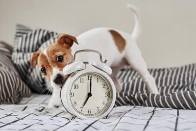犬はどのようにして「時間」を判断しているの？, 体の中の「体内時計」, 周りの環境の変化, 飼い主のルーティンを覚えている, 愛犬の生活リズムを整えるために飼い主ができること, 毎日決まった時間に「ご飯」と「散歩」, 「始まり」と「終わり」をわかりやすくする, 寝る場所と遊ぶ場所を分ける