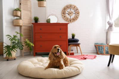 犬が快適に感じるベッドの条件, 1.ベッドの厚みと弾力性, 2.ベッドの最適なサイズ, 3.愛犬が使いやすい形状のベッド, 4.ベッドの設置環境, 5.ベッドの最適な設置数, 6.衛生管理のしやすさ, 愛犬の安眠度のチェックポイント, 季節や健康状態に合わせてベッドを変えることも大切