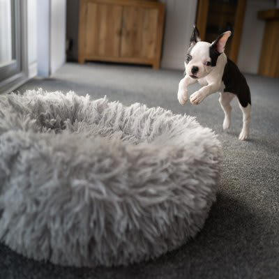 犬が快適に感じるベッドの条件, 1.ベッドの厚みと弾力性, 2.ベッドの最適なサイズ, 3.愛犬が使いやすい形状のベッド, 4.ベッドの設置環境, 5.ベッドの最適な設置数, 6.衛生管理のしやすさ, 愛犬の安眠度のチェックポイント, 季節や健康状態に合わせてベッドを変えることも大切