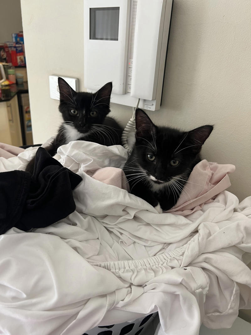 Why I started fostering kittens, What it's like, What foster kittens initially need, How we come across the kittens, The 'crazy eight', What you can do to help the cause