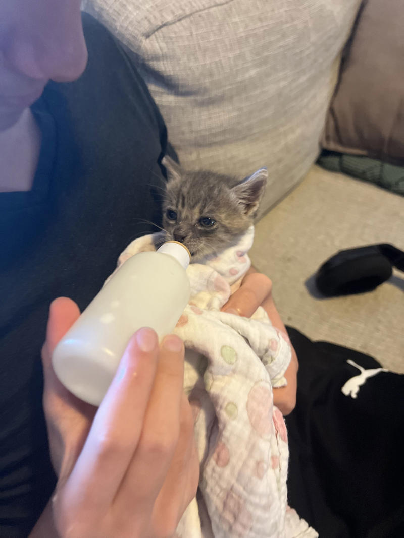 Why I started fostering kittens, What it's like, What foster kittens initially need, How we come across the kittens, The 'crazy eight', What you can do to help the cause