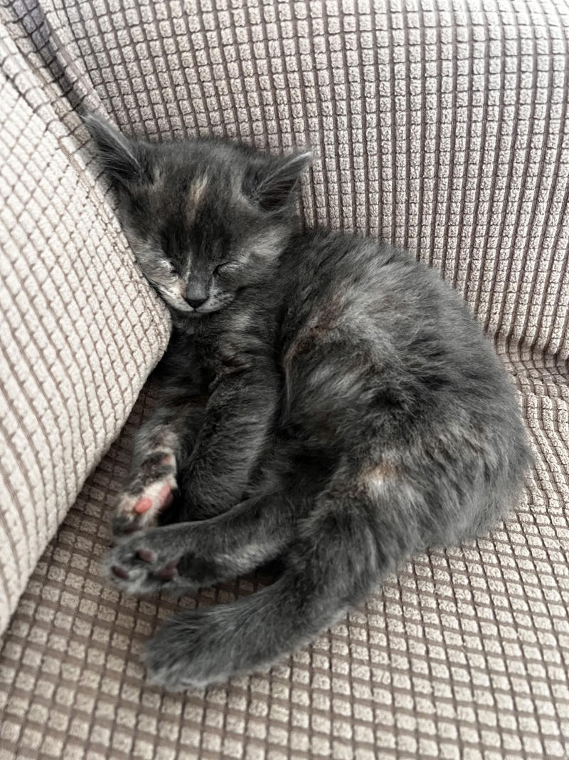 Why I started fostering kittens, What it's like, What foster kittens initially need, How we come across the kittens, The 'crazy eight', What you can do to help the cause