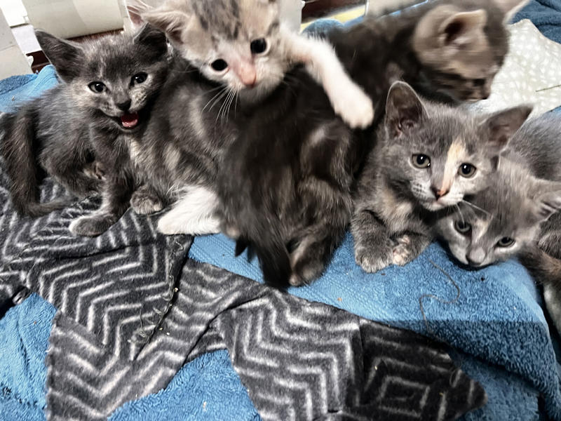 Why I started fostering kittens, What it's like, What foster kittens initially need, How we come across the kittens, The 'crazy eight', What you can do to help the cause