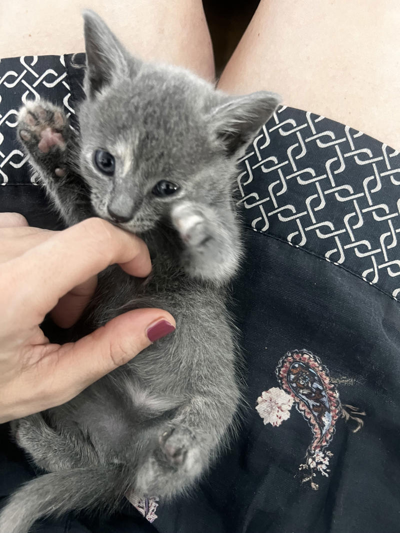 Why I started fostering kittens, What it's like, What foster kittens initially need, How we come across the kittens, The 'crazy eight', What you can do to help the cause