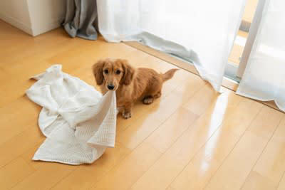 犬の『テンションが下がる』飼い主の行動, 2.放っておかれる, 4.叱るときに何度も名前を呼ぶ, 5.飼い主の機嫌が悪い, 犬の意欲を高める秘訣, 小さなことでも褒める, 少しの時間でも撫でる・声をかける