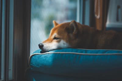 犬の『テンションが下がる』飼い主の行動, 2.放っておかれる, 4.叱るときに何度も名前を呼ぶ, 5.飼い主の機嫌が悪い, 犬の意欲を高める秘訣, 小さなことでも褒める, 少しの時間でも撫でる・声をかける