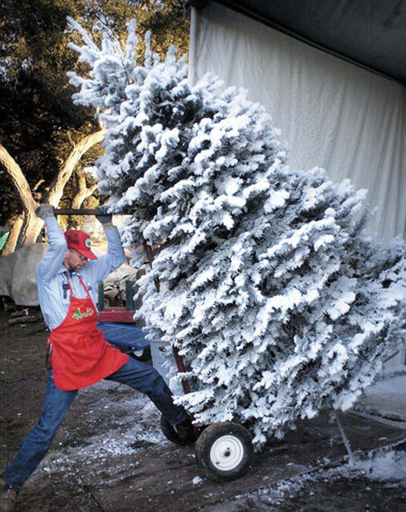 Agape Christmas Trees in Templeton, Brookshire Farms in SLO, Hidden Springs Tree Farm in Atascadero, Avila Valley Barn, Cambria Nursery and Florist, Holloway's Christmas Trees in Nipomo, Salinas River Ranch in Atascadero, Jack Creek Farms in Templeton, SLO Ranch Farms in San Luis Obispo