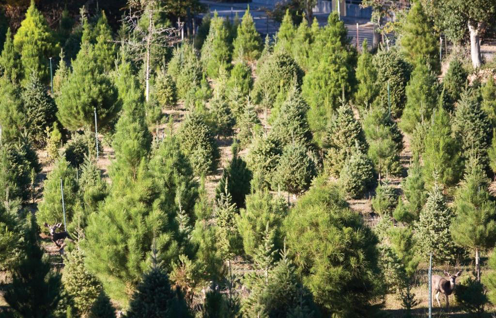 Agape Christmas Trees in Templeton, Brookshire Farms in SLO, Hidden Springs Tree Farm in Atascadero, Avila Valley Barn, Cambria Nursery and Florist, Holloway's Christmas Trees in Nipomo, Salinas River Ranch in Atascadero, Jack Creek Farms in Templeton, SLO Ranch Farms in San Luis Obispo