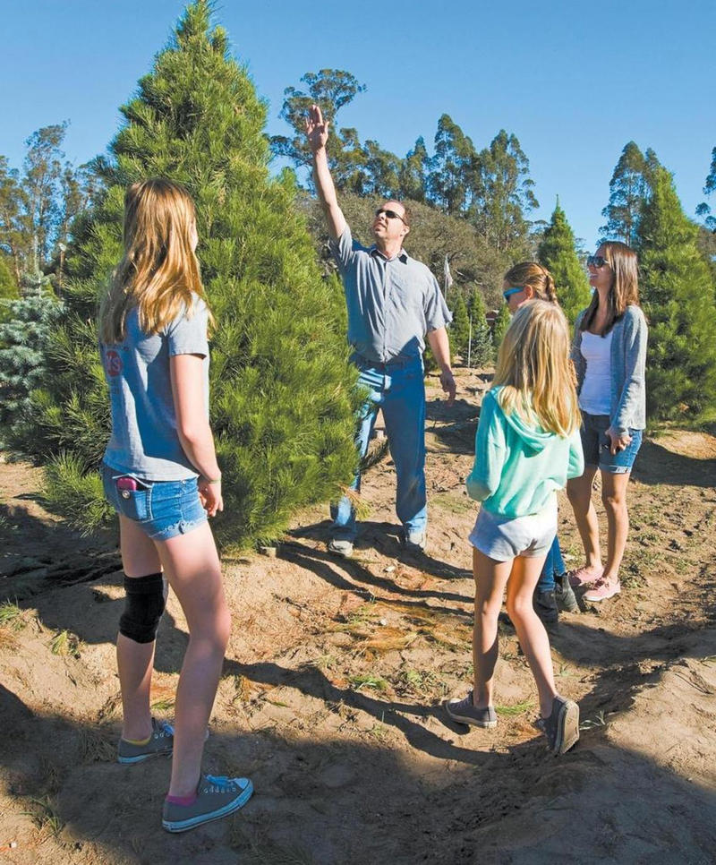 Agape Christmas Trees in Templeton, Brookshire Farms in SLO, Hidden Springs Tree Farm in Atascadero, Avila Valley Barn, Cambria Nursery and Florist, Holloway's Christmas Trees in Nipomo, Salinas River Ranch in Atascadero, Jack Creek Farms in Templeton, SLO Ranch Farms in San Luis Obispo