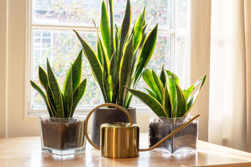 Money Tree Plant, Jade Plant, Eucalyptus, Citrus Trees, Holy Basil, Lavender, Snake Plant, White Clover, Echinacea, Rubber Plant, Hollyhock