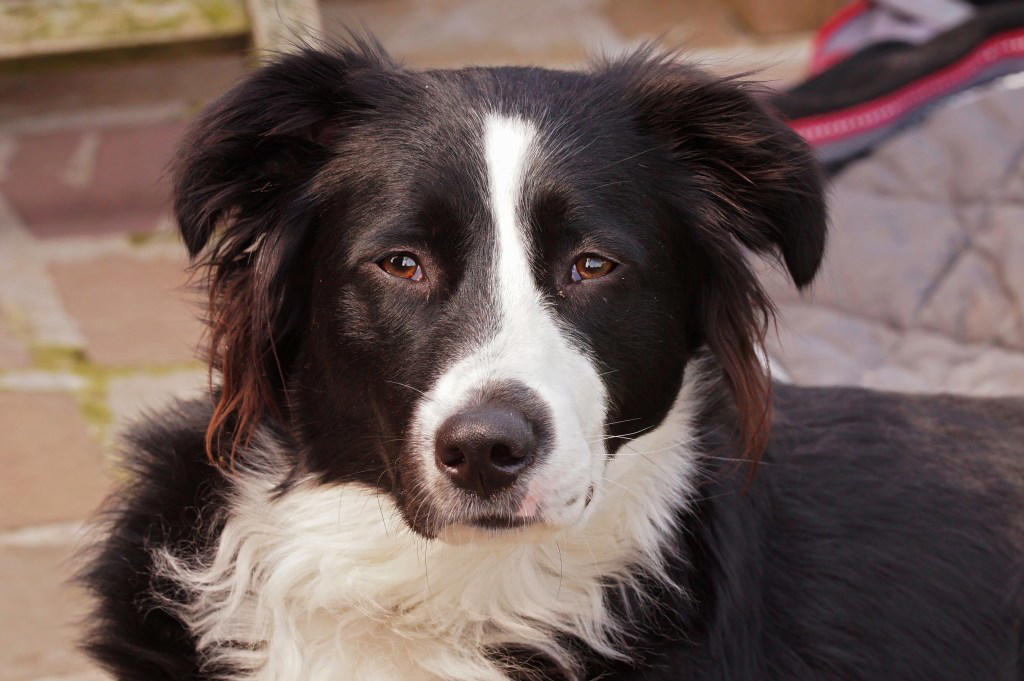 1. Border Collie, 2. Poodle, 3. Golden Retrievers, 4. Labrador Retriever, 5. German Shepherd