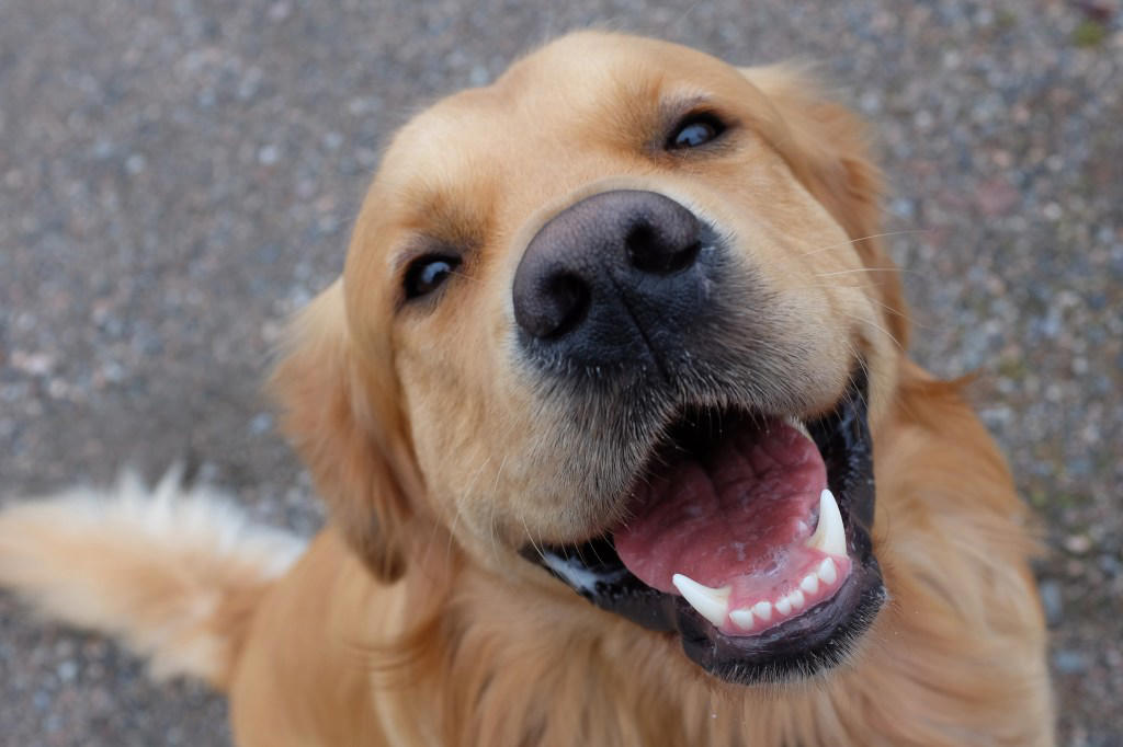1. Border Collie, 2. Poodle, 3. Golden Retrievers, 4. Labrador Retriever, 5. German Shepherd