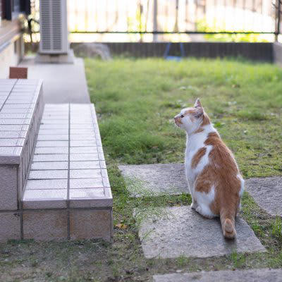 1.体内時計が発達している, 2.磁場を感じることができる, 3.猫特有の感覚地図がある, 帰巣本能があるとされる事例