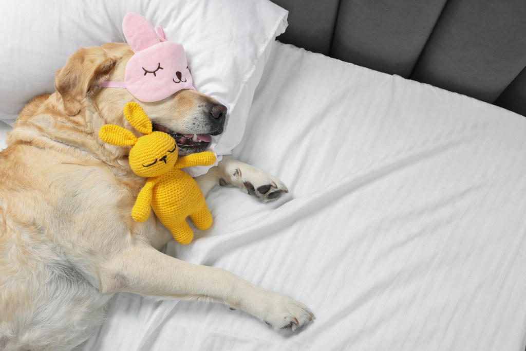 1. Border Collie, 2. Poodle, 3. Golden Retrievers, 4. Labrador Retriever, 5. German Shepherd