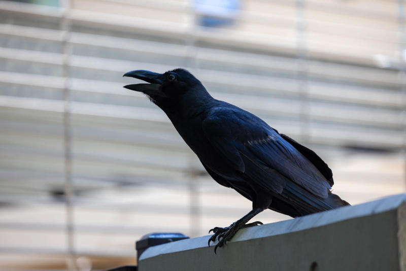 カラスはどうして人を襲うのか, カラスに襲われやすい人の特徴, 1. 巣の近くをよく通る人, 2. カラスの警告サインに気づかない人, 3. カラスのそばで走ったり大きく動きがちな人, 4. 外で食べ物を見せたまま歩く人, 5. 以前カラスを刺激した人や、その人に雰囲気が似ている人, 6. 巣より高い場所や犬連れで通ることが多い人, カラスに襲われた時の身を守る方法, 頭を守れるものをすぐに使う, 走らずに静かに離れる, 避けるべき行動を知っておく, カラスに襲われないための予防行動, 巣がありそうな場所を避ける, 食べ物を見える形で持ち歩かない, 刺激を与えない動きを意識する, 犬と歩くときはルートを選ぶ