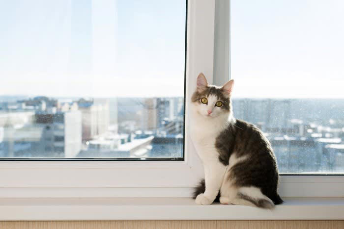 座る場所から読み取る猫の心理4選, 1.飼い主の膝の上, 2.すぐそば・手が届く場所, 3.少し離れた場所, 4.姿が見えない離れた場所, 座る場所によって信頼度が異なるってホント？