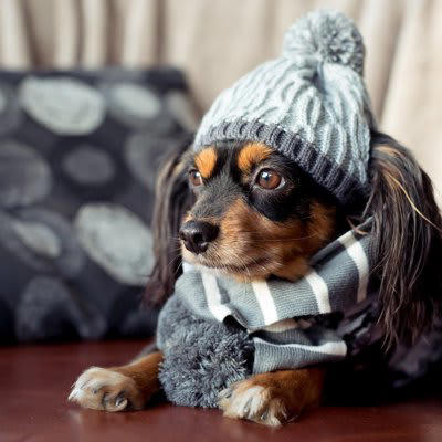 犬が冬になると太ってしまう原因, 1.日照時間が減少すること, 2.お散歩や運動量が減少すること, 3.暖房の効いた室内で過ごす時間が増えること, 愛犬が冬に太ってしまわないために日頃からできる対策, ごはんとおやつを与えすぎないこと, 室内でできる遊びで運動量を確保すること