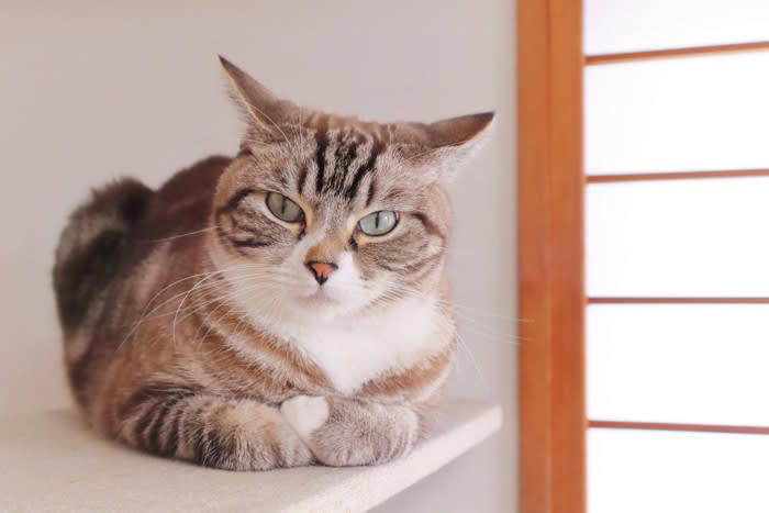 猫が「めんどくさい」と感じているときのサイン３選, 1.尻尾の動きと耳の向き, 2.顔の表情と体の姿勢, 3.その場を離れる・逃げる, 猫に「ウザがられてしまう」飼い主のNG行動, 「めんどくさい」サインを見せた時の適切な接し方