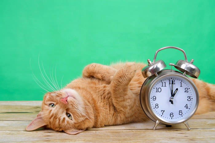 1.体内時計が発達している, 2.磁場を感じることができる, 3.猫特有の感覚地図がある, 帰巣本能があるとされる事例