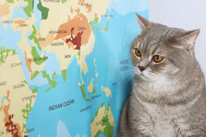 1.体内時計が発達している, 2.磁場を感じることができる, 3.猫特有の感覚地図がある, 帰巣本能があるとされる事例