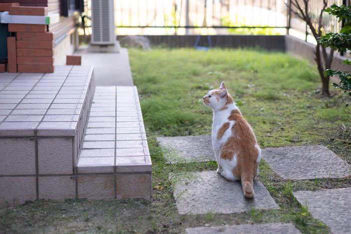 1.体内時計が発達している, 2.磁場を感じることができる, 3.猫特有の感覚地図がある, 帰巣本能があるとされる事例