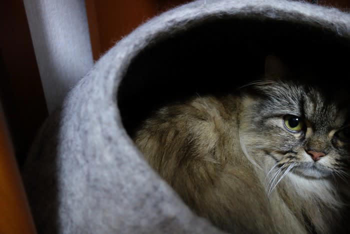 猫が「めんどくさい」と感じているときのサイン３選, 1.尻尾の動きと耳の向き, 2.顔の表情と体の姿勢, 3.その場を離れる・逃げる, 猫に「ウザがられてしまう」飼い主のNG行動, 「めんどくさい」サインを見せた時の適切な接し方