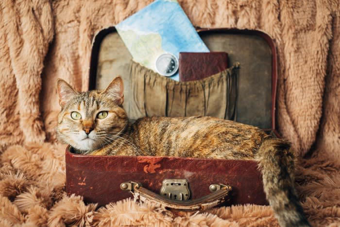 1.体内時計が発達している, 2.磁場を感じることができる, 3.猫特有の感覚地図がある, 帰巣本能があるとされる事例