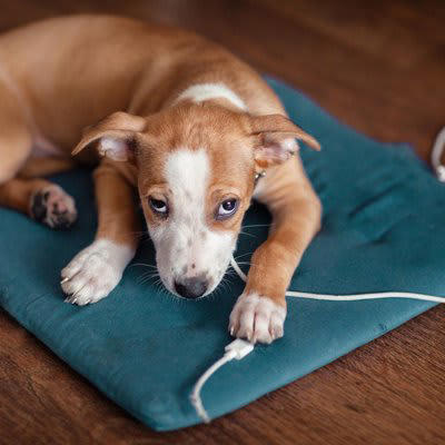 1.人間用の食べ物を与える, 2.犬と常に一緒にいる, 3.留守番時間が長すぎる, 4.床やテーブルに物を置きっぱなしにする, 5.年齢に合わせたケアをしない