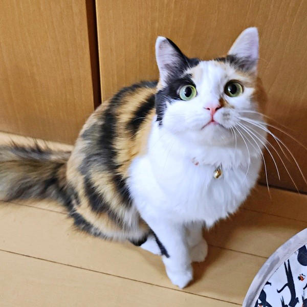 一体、何ごと！？ 車にできた人だかり, 目を合わせた瞬間、よみがえった記憶, みこちゃんのお顔に驚きの変化がーー, お店の“招き猫”になったみこちゃん
