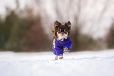 犬に冬を快適に過ごしてもらうためにできること, 1.室内の温度と湿度の管理をすること, 2.冷気を避けて寝床を用意すること, 3.防寒対策グッズを活用すること, 4.皮膚の保湿ケアをすること, 5.十分な運動量を確保すること, 寒い時期の注意点