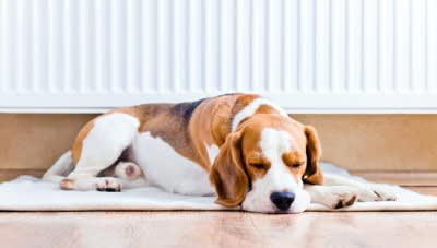 犬が亡くなるかもしれない『暖房機器』５選, 1.石油ストーブ, 2.電気ストーブ, 4.電気カーペット, 冬の暖房機器を安全に使うためのチェック項目