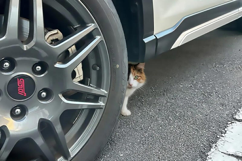 ■「今朝は冷えるので注意喚起」, ■「猫バンバン」提唱, ■「マジで居ました」「悲惨な事に…」, ■猫に「知らせる」イメージ, ■執筆者プロフィール