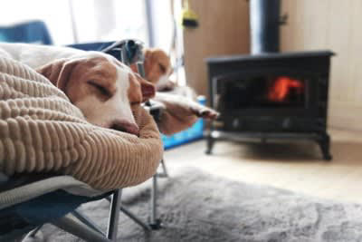 犬に冬を快適に過ごしてもらうためにできること, 1.室内の温度と湿度の管理をすること, 2.冷気を避けて寝床を用意すること, 3.防寒対策グッズを活用すること, 4.皮膚の保湿ケアをすること, 5.十分な運動量を確保すること, 寒い時期の注意点