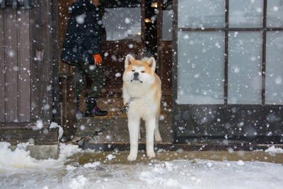 犬に冬を快適に過ごしてもらうためにできること, 1.室内の温度と湿度の管理をすること, 2.冷気を避けて寝床を用意すること, 3.防寒対策グッズを活用すること, 4.皮膚の保湿ケアをすること, 5.十分な運動量を確保すること, 寒い時期の注意点