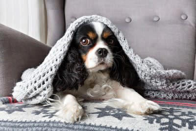 犬に冬を快適に過ごしてもらうためにできること, 1.室内の温度と湿度の管理をすること, 2.冷気を避けて寝床を用意すること, 3.防寒対策グッズを活用すること, 4.皮膚の保湿ケアをすること, 5.十分な運動量を確保すること, 寒い時期の注意点