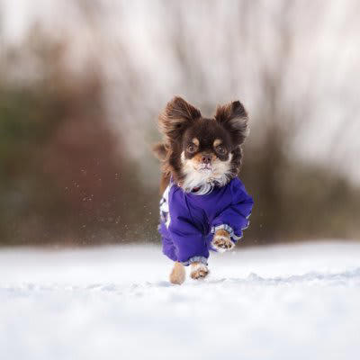 犬に冬を快適に過ごしてもらうためにできること, 1.室内の温度と湿度の管理をすること, 2.冷気を避けて寝床を用意すること, 3.防寒対策グッズを活用すること, 4.皮膚の保湿ケアをすること, 5.十分な運動量を確保すること, 寒い時期の注意点