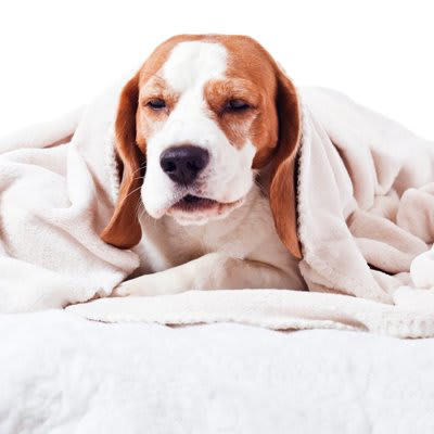 犬が『発熱』しているときのサイン５選, 1.元気がなくぐったりしている, 2.呼吸が荒く速くなっている, 3.体の先端や体が熱い, 4.咳や鼻水が出ている, 5.震えやふらつき, 犬が発熱しているときに考えられる病気