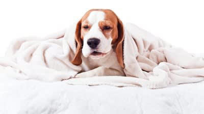 犬が『発熱』しているときのサイン５選, 1.元気がなくぐったりしている, 2.呼吸が荒く速くなっている, 3.体の先端や体が熱い, 4.咳や鼻水が出ている, 5.震えやふらつき, 犬が発熱しているときに考えられる病気