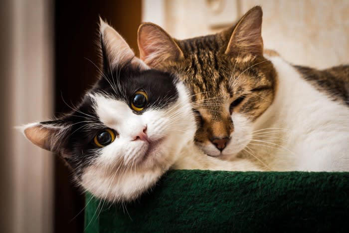 1.顔や体が大きいオス猫, 2.紳士的な性格のオス猫, 3.子育て経験豊富なメス猫, 4.フェロモン量の多いメス猫
