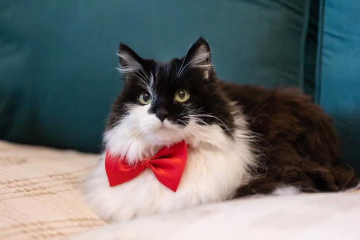 1.顔や体が大きいオス猫, 2.紳士的な性格のオス猫, 3.子育て経験豊富なメス猫, 4.フェロモン量の多いメス猫