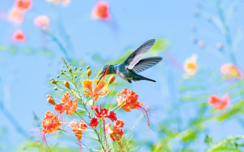 Best for hikers, How to do it, 2. Pine Cay, Turks and Caicos, Best for families, How to do it, 3. Barbuda, Best for bird watchers, How to do it, 4. Dominica, Best for solo travellers, How to do it, 5. Nevis, Best for history lovers, How to do it, 6. Virgin Gorda, BVI, Best for yachting types, How to do it, 7. Tobago, Best for wildlife seekers, How to do it, 8. St Vincent, Best for couples, How to do it, 9. Eleuthera, Bahamas, Best for group trips, How to do it, 10. Vieques, Puerto Rico, Best for kayakers, How to do it