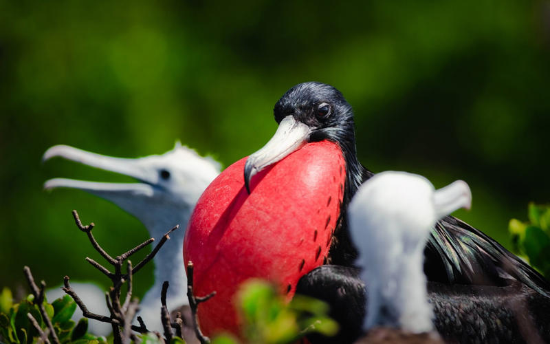 Best for hikers, How to do it, 2. Pine Cay, Turks and Caicos, Best for families, How to do it, 3. Barbuda, Best for bird watchers, How to do it, 4. Dominica, Best for solo travellers, How to do it, 5. Nevis, Best for history lovers, How to do it, 6. Virgin Gorda, BVI, Best for yachting types, How to do it, 7. Tobago, Best for wildlife seekers, How to do it, 8. St Vincent, Best for couples, How to do it, 9. Eleuthera, Bahamas, Best for group trips, How to do it, 10. Vieques, Puerto Rico, Best for kayakers, How to do it