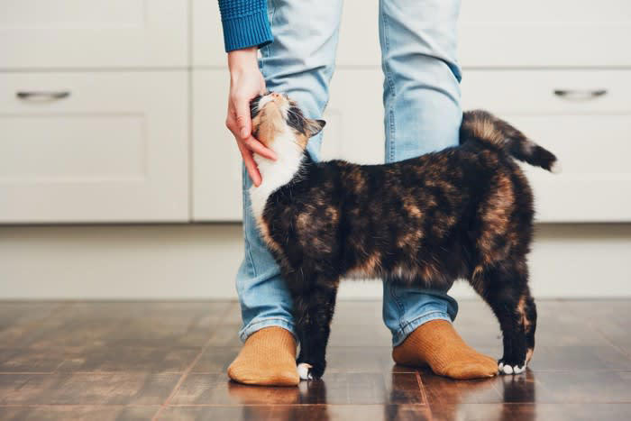 猫の「飼い主依存」とは？甘えとの違い, 飼い主への依存が強い猫の行動サイン3選, 1.常に飼い主のそばにいる, 2.留守番時にストレス行動を示す, 3.日常的な生活行動を依存する, 猫の飼い主依存を改善する方法