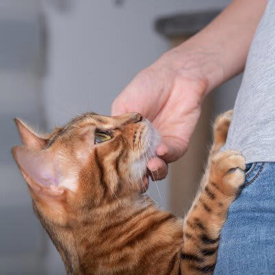 猫の「飼い主依存」とは？甘えとの違い, 飼い主への依存が強い猫の行動サイン3選, 1.常に飼い主のそばにいる, 2.留守番時にストレス行動を示す, 3.日常的な生活行動を依存する, 猫の飼い主依存を改善する方法