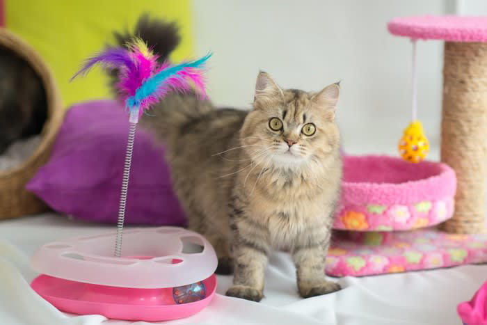 猫の「飼い主依存」とは？甘えとの違い, 飼い主への依存が強い猫の行動サイン3選, 1.常に飼い主のそばにいる, 2.留守番時にストレス行動を示す, 3.日常的な生活行動を依存する, 猫の飼い主依存を改善する方法