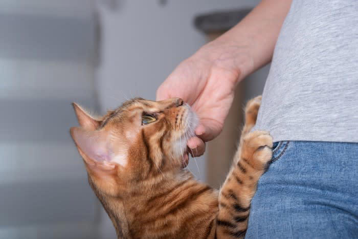 猫の「飼い主依存」とは？甘えとの違い, 飼い主への依存が強い猫の行動サイン3選, 1.常に飼い主のそばにいる, 2.留守番時にストレス行動を示す, 3.日常的な生活行動を依存する, 猫の飼い主依存を改善する方法