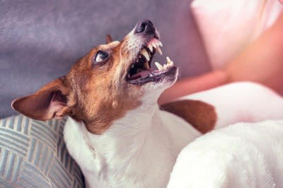 犬が激怒する理由, 犬が激怒しているときに見せるサイン, 1.全身に力が入り毛を逆立てて突進しようとする, 2.鼻にシワを寄せる, 3.歯をむき出して唸る, 5.飛びついたり噛みついたりすることも, ブチギレている犬に飼い主がしてはいけない行動, 力づくで叱りつける, 言うことを聞いてしまう, なだめるために優しくしたりおやつをあげたりする, 犬を激怒させないためにできること, 普段からしつけをしておく, 苦手を克服させるやり方を工夫する, ストレスのない環境と生活をさせる, からかったりわざと怒らせたりしない, 健康面を把握しておく