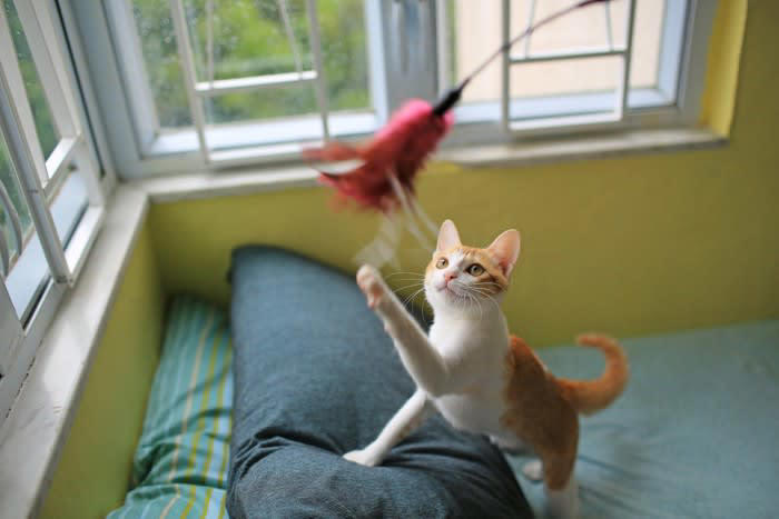 猫が『生きがい』に感じていること5選, 1.美味しいごはんやおやつを食べること, 2.飼い主さんに撫でられる・甘えること, 3.一緒に遊ぶこと, 4.安心して眠ること, 5.外を観察すること, 猫に満足のいく日々を過ごしてもらうための方法, 食事・遊び・休息のバランスを整える, 猫が安心できる居場所をつくる, コミュニケーションの「質」を大切にする