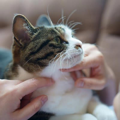 猫が『生きがい』に感じていること5選, 1.美味しいごはんやおやつを食べること, 2.飼い主さんに撫でられる・甘えること, 3.一緒に遊ぶこと, 4.安心して眠ること, 5.外を観察すること, 猫に満足のいく日々を過ごしてもらうための方法, 食事・遊び・休息のバランスを整える, 猫が安心できる居場所をつくる, コミュニケーションの「質」を大切にする